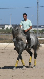 Grey horse for sale